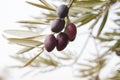 Detail of ripe olive tree fruits Royalty Free Stock Photo