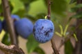 Detail of ripe plums Royalty Free Stock Photo