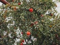 Detail of ripe pomegranates growing on the tree in Georgia