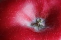 Detail of a ripe red apple macro Royalty Free Stock Photo