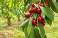 Detail of ripe red cherries on cherry tree