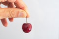 detail of ripe red cherry in hand held by peduncle. White background.