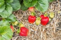 Detail of ripe and unripe strawberries in organic garden
