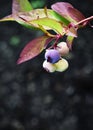 Detail on ripening blueberry