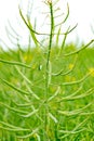Detail ripening oilseed rape - canola - in spring field. Lush ripening anola in field