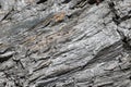 Detail of rock structure. Orthogneiss and gneiss rock. Stone background. Royalty Free Stock Photo