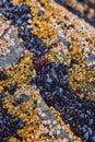 Detail of rocks on low tide covered in hundreds of tiny mollusks and barnacles