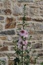 Detail of Rocks and stonework with flower Royalty Free Stock Photo