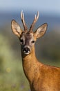 Detail of roe deer buck looking to the camera in summer nature Royalty Free Stock Photo