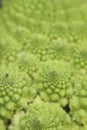 Detail of romanesco broccoli