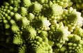 Detail of Romanesco broccoli, also known as Roman cauliflower Royalty Free Stock Photo
