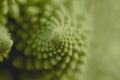 Detail of romanesco broccoli logarithmic spirals Royalty Free Stock Photo