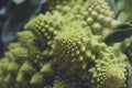 Detail of romanesco brocoli geometrical shapes Royalty Free Stock Photo