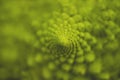 Sacred geometry on romanesco broccoli Royalty Free Stock Photo