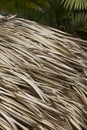 Detail of a roof made of dried palmtree leaves from a hut