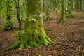 Detail of the roots and trunk of beech with green moss in the beautiful forests of the Casentino natural park on the Apennines in