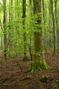 Detail of the roots and trunk of beech with green moss in the beautiful forests of the Casentino natural park on the Apennines in