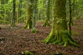 Detail of the roots and trunk of beech with green moss in the beautiful forests of the Casentino natural park on the Apennines in