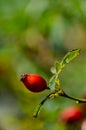 detail of a rose hip on an out-of-focus green background. Rosa eglanteria Royalty Free Stock Photo