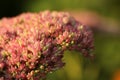 Detail of Rose Sedum on a green background