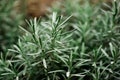 Detail of rosemary bush Royalty Free Stock Photo