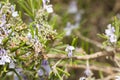 Detail of a rosemary bush in bloom Royalty Free Stock Photo