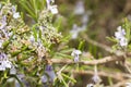 Detail of a rosemary bush in bloom