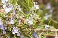 Detail of a rosemary bush in bloom Royalty Free Stock Photo