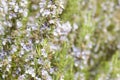 Detail of a rosemary bush in bloom Royalty Free Stock Photo