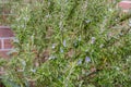 Detail of a rosemary bush with flowers Royalty Free Stock Photo