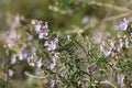 Detail of rosemary in flower