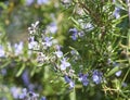 detail of rosemary flower Royalty Free Stock Photo