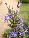 Detail of a rosemary flower with blurred background