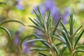 Detail of a rosemary flower bush in the garden, Rosmarinus officinalis Royalty Free Stock Photo