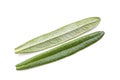 Detail of 2 rosemary leaves isolated on white background