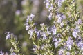 Detail of rosemary plant flowering