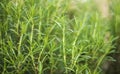 Detail of rosemary