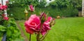 detail of roses and rose buds in garden with background of green plants Royalty Free Stock Photo