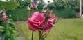 detail of roses and rose buds in garden with background of green plants Royalty Free Stock Photo