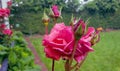 detail of roses and rose buds in garden with background of green plants Royalty Free Stock Photo