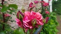 detail of roses and rose buds in garden with rock bottom Royalty Free Stock Photo