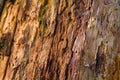 Detail of a rotting tree