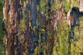 Detail of a rotting tree stem