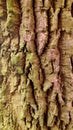 Detail Rough Hardwood Tree Cracked Texture Background