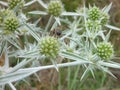 Detail of a round thistle flower