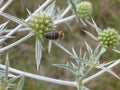 Detail of a round thistle flower