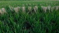 Detail of rows of straw cut with green grass