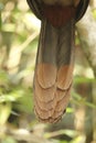 Detail of rufous-vented chachalaca tail feathers, Ortalis ruficauda