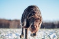 Detail on the running dog Barbu tcheque, Czech breed. The focused expression of a hunting dog in a snowy landscape searching for