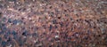 detail Rust of metals. Corrosive . Rust on old iron Background rusty texture as a panorama.Use as illustration for presentation Royalty Free Stock Photo